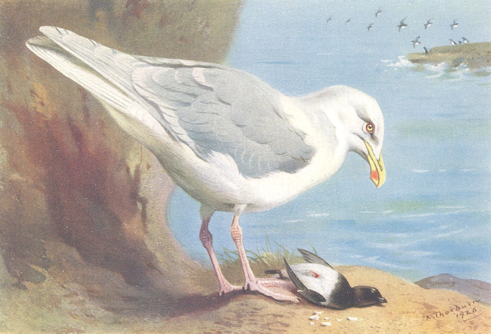 BRITISH BIRDS. Glaucous Gull; Little Auk (summer) . THORBURN 1926 old print